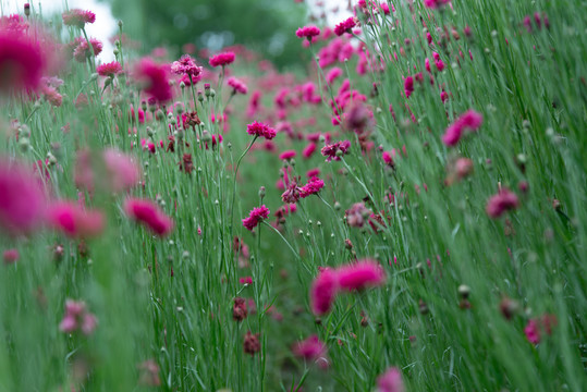 矢车菊