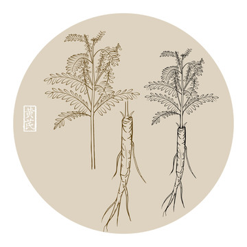 黃芪線描