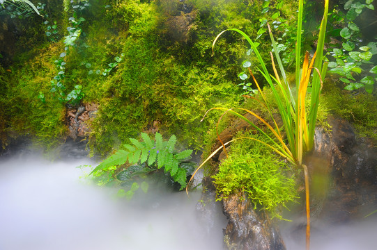 热带雨林地表植物