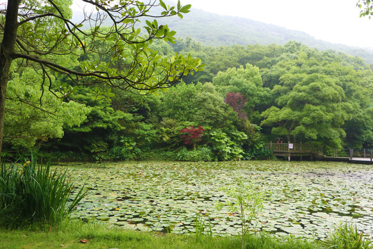 池塘