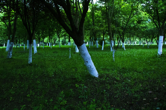 公园树林草地