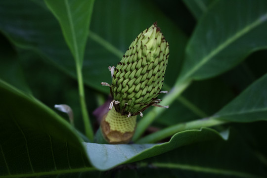 绿色花果