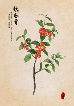 鐵冬青