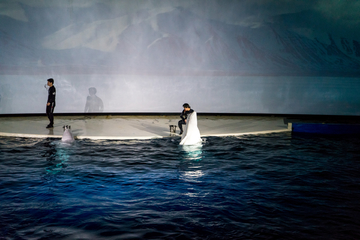 水族馆表演