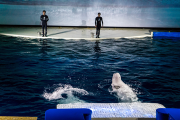 水族馆表演