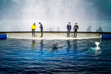 水族馆表演