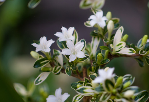 茜草科植物白马骨枝叶和白色花朵