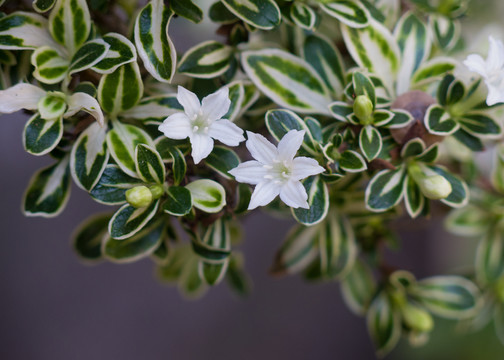 茜草科植物白马骨枝叶和白色花朵