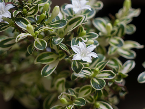 茜草科植物白马骨枝叶和白色花朵