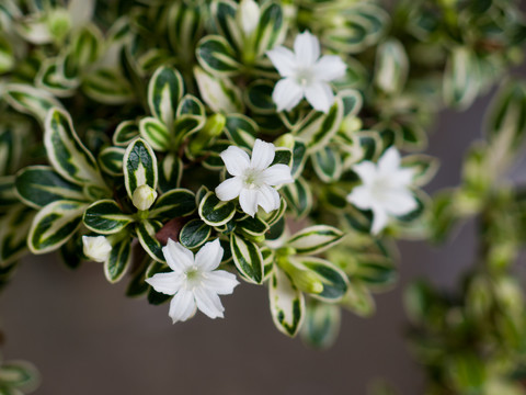 茜草科植物白马骨枝叶和白色花朵