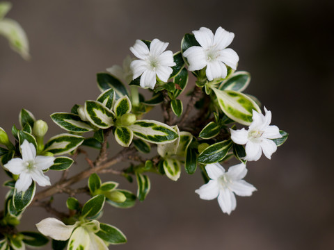 茜草科植物白马骨枝叶和白色花朵