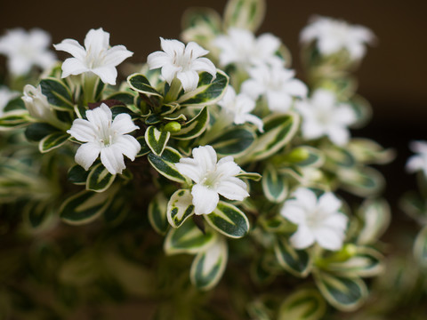 茜草科植物白马骨枝叶和白色花朵