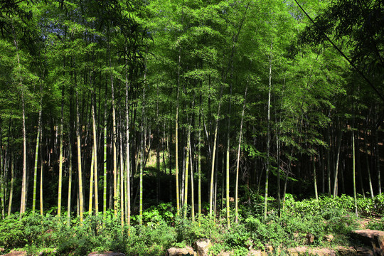 高清竹林