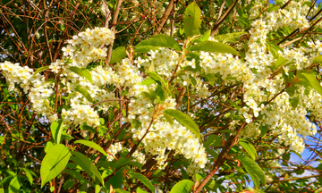 野生稠李子花