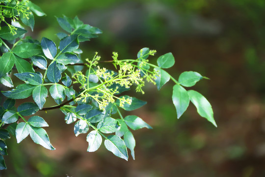 花椒芽