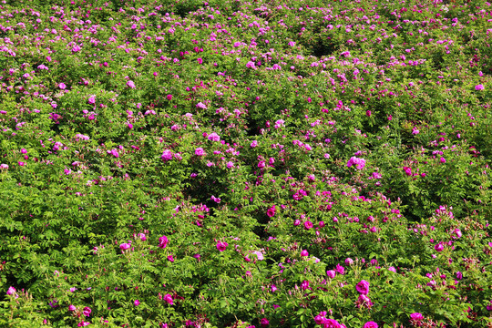 玫瑰花种植基地