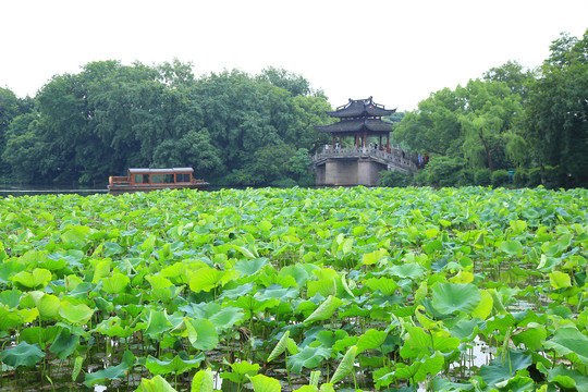 曲院风荷景区