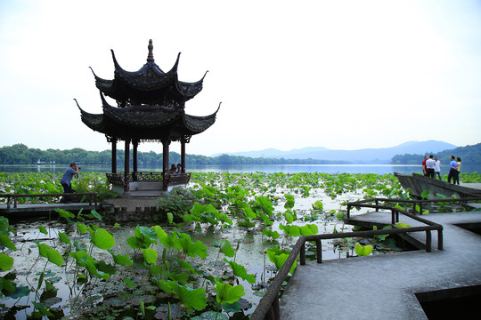 曲院风荷景区