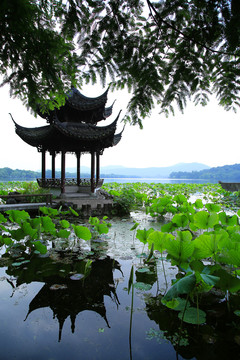 曲院风荷景区