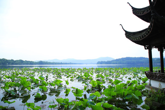 曲院风荷景区