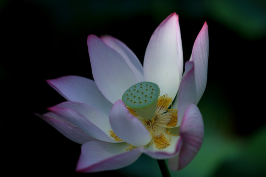 荷花特写