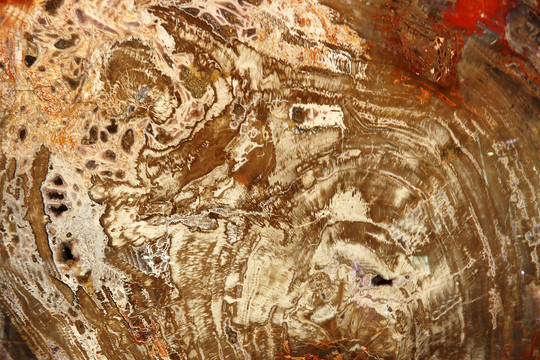 木纹化石