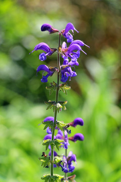 蓝花鼠尾草