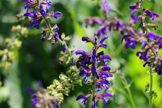 鲜花和蜜蜂