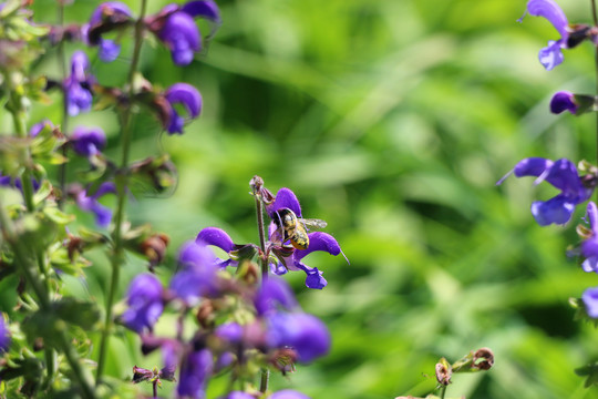 鲜花和蜜蜂