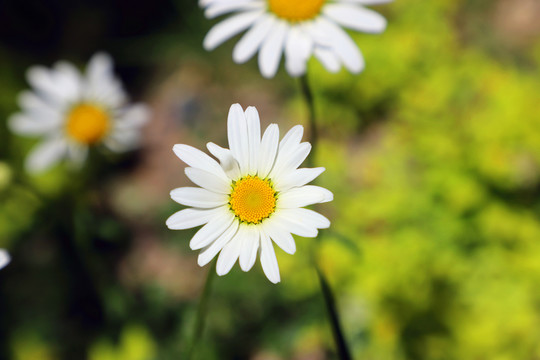 唯美小白菊