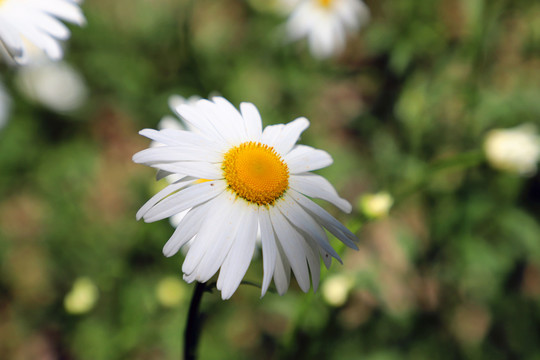 小白菊