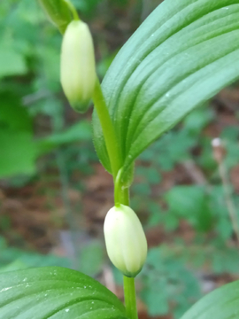 野花