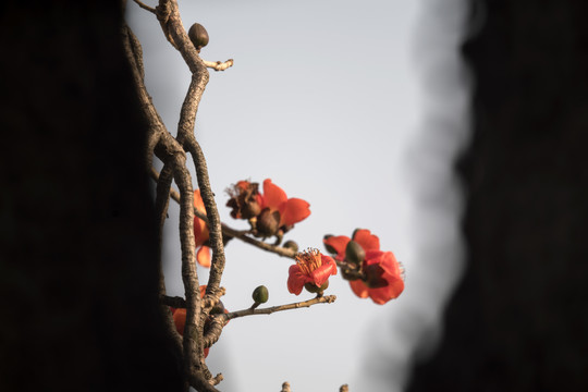 木棉花