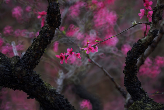 桃花