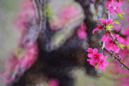 桃花