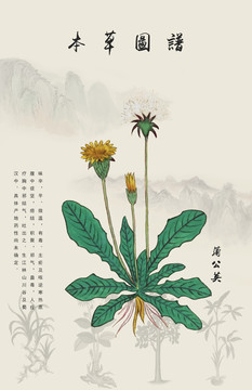 蒲公英