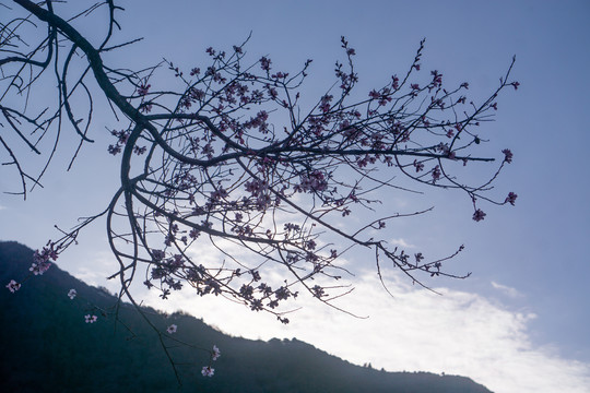 林芝嘎啦桃花27