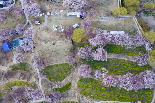 航拍林芝嘎啦桃花村21