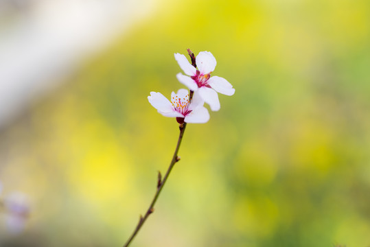 林芝桃花47