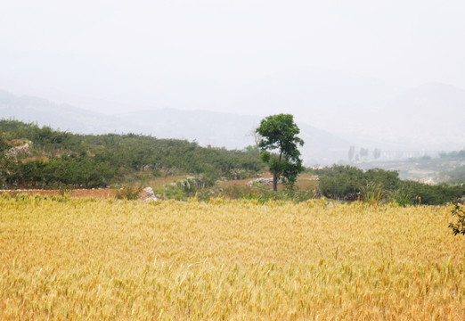 麦田