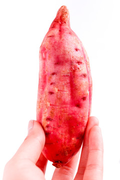 山东红薯