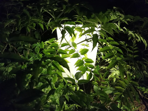 绿叶植物灯光