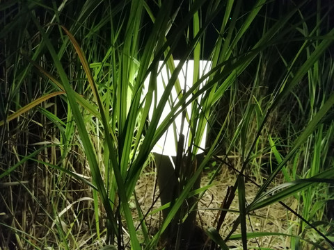 绿叶植物灯光夜景