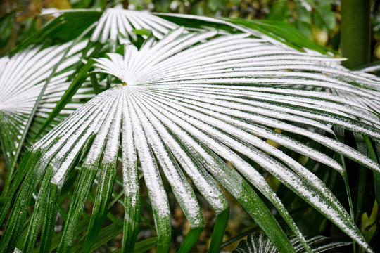 冰雪