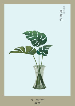 植物系列龜背竹