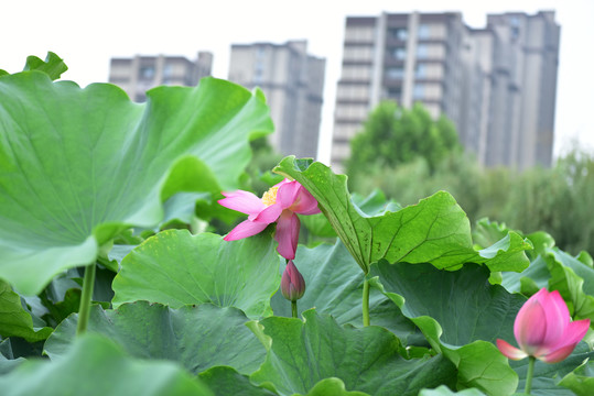 荷花池