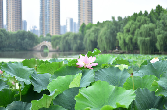 荷花池