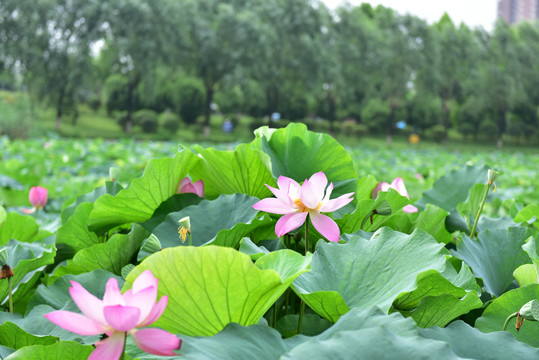 夏季荷花