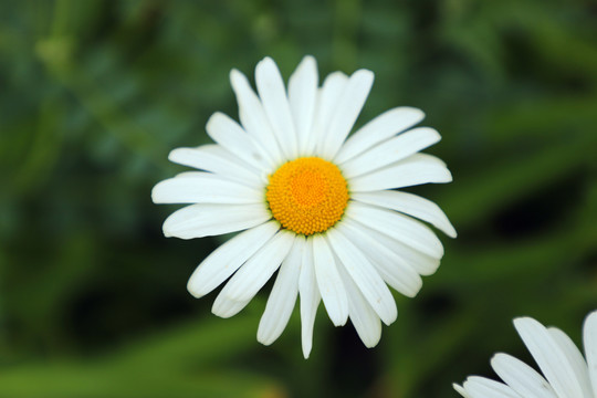 唯美白晶菊