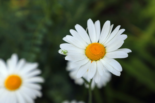 唯美白晶菊